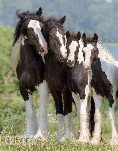 Adorable horse family, all decked out in black and white. Cheval Pie, Baby Horses, Most Beautiful Animals, Majestic Horse, All The Pretty Horses, Horse Crazy, Majestic Animals, Draft Horses, White Horses