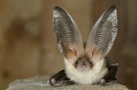 Long Eared Bat, Bat, Grey, Wall