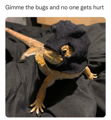 Pet Lizard Aesthetic, Blue Bearded Dragon, Fat Bearded Dragon, Funny Lizards, Bearded Dragon Funny, Bearded Dragon Cute, Cute Lizard, Leopard Geckos, Animal Humour