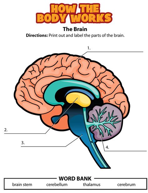 The Brain For Kids, Brain Worksheet, Poster Rubric, Brain Diagram, Parts Of The Brain, Brain Parts, Human Body Activities, Cambridge School, Human Body Facts