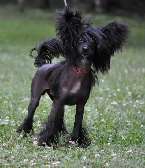 Chinese Crested Puppy, Chinese Crested Hairless, Chinese Crested Powder Puff, Teacup Yorkie Puppy, Hairless Dog, Disabled Dog, Chinese Crested Dog, Chinese Crested, Yorkie Puppy