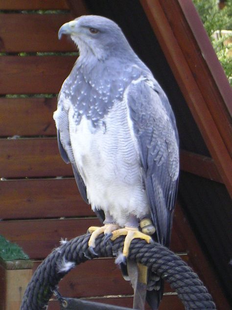 Gray Eagle by caelia Grey Eagle, Bird Sanctuary, Buzzard, Birds Of Prey, Long Tail, Bald Eagle, Eagles, Parrot, Birds