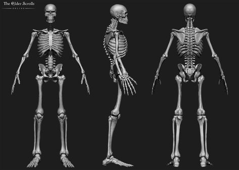 ArtStation - Old Monster Models, Kevin Yan Undead Monster, Monster Models, The Evil Dead, Elder Scrolls Online, Evil Dead, The Skeleton, Anatomy Reference, Elder Scrolls, Skeleton