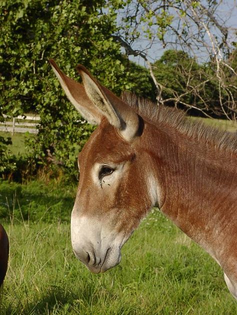 The Missouri Mule, known for its strength, hardiness, intelligence and even temper, is selected for and shall be known as the official animal of the state of Missouri. Mules Animal, Missouri Mule, Muar, Ozark Mountains, Horse World, Draft Horses, Donkeys, Horse Breeds, Zebras