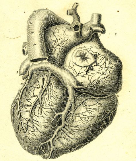 Anatomy Organs, Medical Drawings, The Human Heart, Heart Anatomy, Alesund, Human Figure Drawing, Heart Illustration, Vintage Medical, Heart Pictures