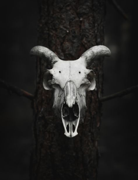 Longhorn Skull Art, Goat Bone, Deer Skull Art, Skull Reference, Girl Face Tattoo, Goat Skull, Ram Skull, Animal Skull, Deer Skull