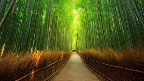 Windows 10 Lockscreen Wallpaper Dump (1920 x 1080) - Album on Imgur Bamboo Forest Japan, Kyoto Temple, Japanese Hot Springs, Socotra, Hakone, Bamboo Forest, Kyoto Japan, Machu Picchu, Japan Travel