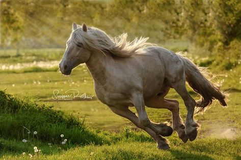 Horse Poses Reference, Kathiyawadi Horse, Horse Art Drawing, Horse Anatomy, Horse Inspiration, Horse Aesthetic, Most Beautiful Horses, Majestic Horse, Horse Sculpture