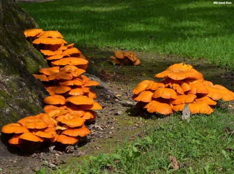 Omphalotus illudens (MushroomExpert.Com) Jack O Lantern Mushroom, Foraging Mushrooms, Orange Mushroom, Plant Fungus, Edible Mushrooms, Vascular Plant, Jack O, Botany, Jack O Lantern