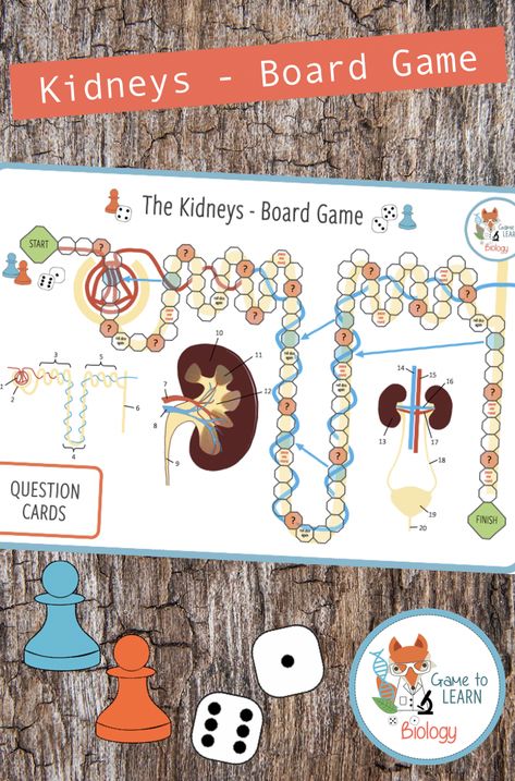 Biology Games, Learn Biology, Excretory System, Educational Board Games, Academic Essay, Academic Essay Writing, Science Writing, Gcse Science, Board Game Design