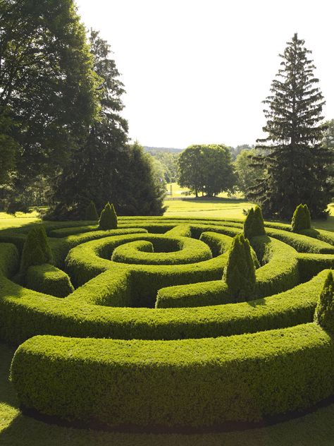 laberinto Boxwood Manor, Hedge Maze, Weird Trees, Garden Hedges, Garden Balls, Topiary Garden, Backyard Seating, Formal Garden, Have Inspiration