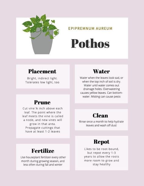 #InteriorDesign #DecorInspiration #DecorTips #HomeIdeas #HomeInspiration #HomeDecor #HomeDecorating #HouseGoals #HomeStyle #InteriorInspo Pothos Care Tips, Pathos Plant, Plants 101, Pothos Care, Pothos Plant Care, Household Plants, Plant Care Houseplant, Plant Hacks, Inside Plants