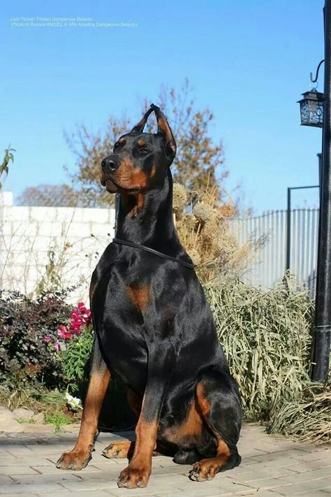 Doberman Pinscher Aesthetic, Perro Doberman Pinscher, Dogs Doberman, European Doberman, Cat Camera, Rare Dogs, Expensive Dogs, Doberman Love, Big Dog Breeds