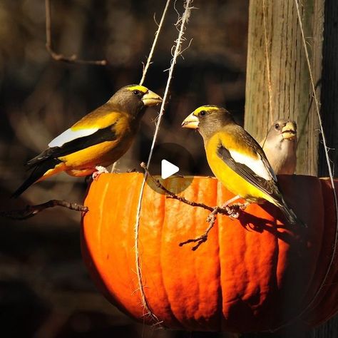 National Audubon Society on Instagram: "While you partake in pumpkin spice lattes and jack-o-lantern carvings this #NationalPumpkinDay, why not share some gourd indulgences with the birds by making this DIY pumpkin bird feeder? 🎃🐦‍⬛ This bird feeder is also the perfect use of an extra or post-trick-or-treat pumpkin. ✨" Crow Feeder, Pumpkin Bird, Pumpkin Spice Lattes, Diy Pumpkin, Bird Feeder, Pumpkin Spice Latte, The Birds, Gourds, Jack O Lantern