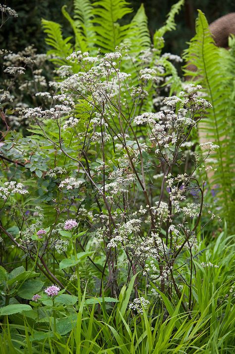 Anthriscus Sylvestris, Sacred Garden, Rhs Chelsea Flower Show, Cow Parsley, Purple Cow, Plants Are Friends, Cottage Garden Plants, Uk Garden, Contemporary Garden