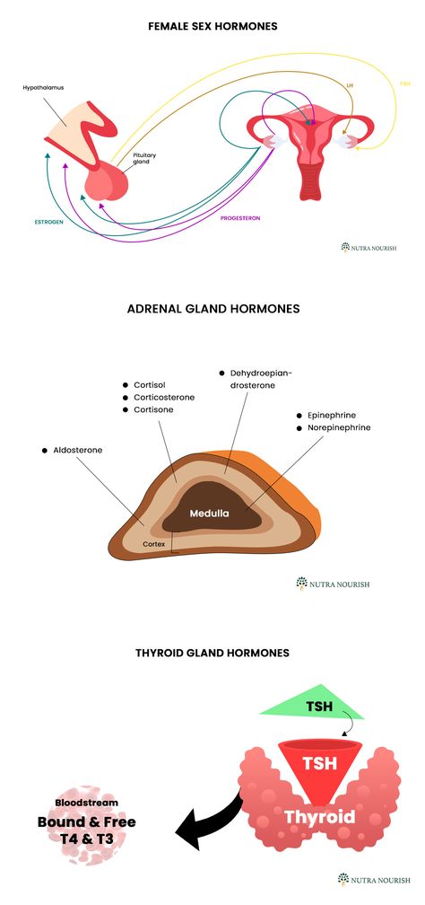 Female hormones play a vital role in influencing various aspects of a woman's health and well-being. They control several important functions in women’s bodies – mood, fertility, emotions, energy levels, skin and hair health, libido, reproductive health, sleep patterns, immune function, and much more. Hormones And Their Functions, Female Hormone Cycle, List Of Hormones And Their Functions, Adrenal Gland Hormones, Hormone Levels Menstrual Cycle, Female External Reproductive System, Human Growth Hormone, Abdominal Pain Relief, Pituitary Gland