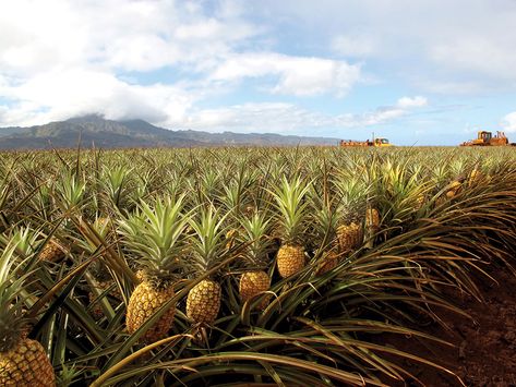 Pineapple Farming, Pineapple Growing, Grow Pineapple Plant, Startup Illustration, Pineapple Garden, Pineapple Tree, Pineapple Hairstyle, Pineapple Farm, Big Pineapple