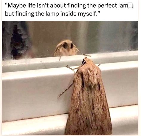 Cute Moth, Amy Sedaris, Quick Pics, Worst Day, All I Ever Wanted, For Your Eyes Only, Wholesome Memes, Press On Nails, Moth