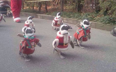 Marching Christmas Penguins.... I wonder if cookie is with them! Penguin Christmas, Penguin Love, Christmas Parade, Christmas Penguin, Cuteness Overload, A Group, Animal Kingdom, Funny Photos, Animal Pictures