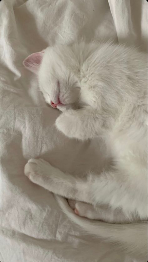 Gak Ada, Söt Katt, All Of Me, Cute Cats Photos, White Cats, Cat Sleeping, Cat Aesthetic, Cat Wallpaper, Cute Cats And Dogs