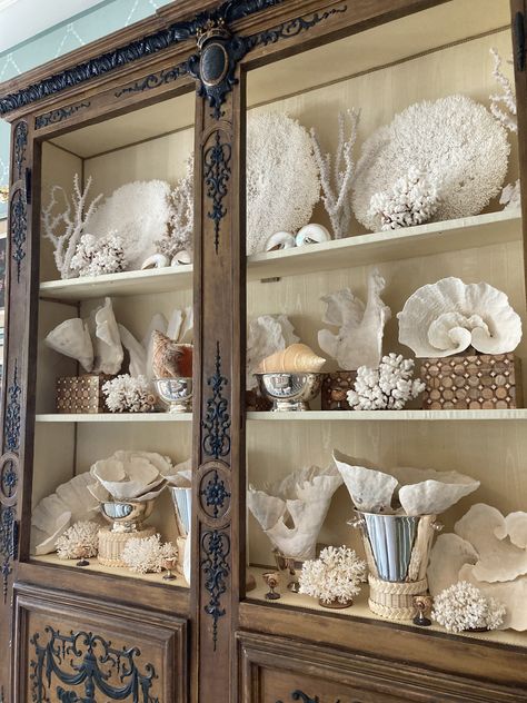 Coral Collection, Coastal Gothic Decor, Maximalist Coastal Decor, Decorating With Shells, Antique Coastal Decor, Large Seashell Display Ideas, She’ll Display, Conch Shell Display Ideas, Shell Collection Display