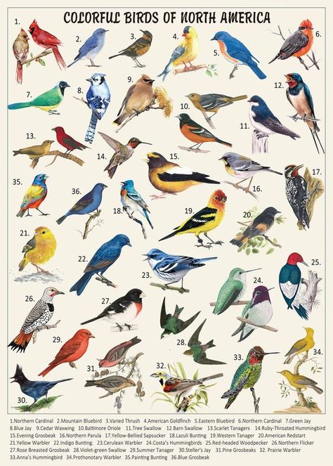 PRICES MAY VARY. 【Bird Jigsaw Puzzles 1000 pieces for Adults】You will receive this vintage puzzles 1000 piece with exquisite packing box and a double-sided poster. The front of poster helps you complete the nature puzzle bird and the back is introduction to birds. Finished size: 27.5 x 19.7 inches. 【Colorful Birds Collection】 This animal puzzles for adults 1000 pieces and up depicts a variety of brightly colored birds of North America , each vividly portraying their delicate feathers and bright Lowes Baffle Birds, Vintage Bird Poster, Vintage Bird Tattoos For Women, Vintage Puzzles, Bird Lover Gifts, Birds Poster, Backyard Birds Sanctuary, Birds Of North America, Bird Paintings