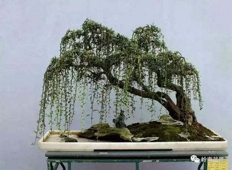 Weeping Bonsai, Bonsai Nursery, Japanese Bonsai Tree, Bonsai Forest, Bonsai Tree Types, Bonsai Tree Care, Indoor Bonsai Tree, Bonsai Styles, Indoor Bonsai