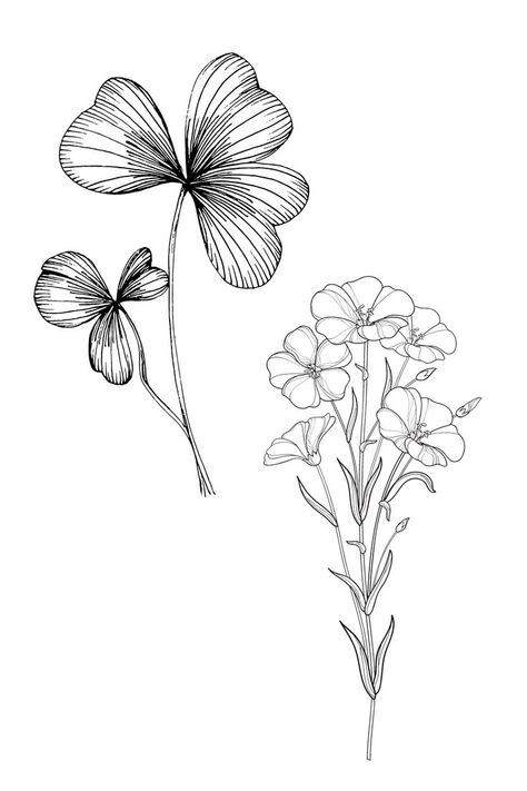 Black and white colouring page for kids of a shamrock and flax flower. Map Of Uk, Ireland Tattoo, Kingdom Map, Shamrock Plant, United Kingdom Map, Flax Flowers, Maps For Kids, National Flower, Coloring Sheets For Kids