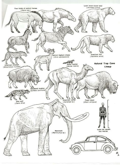 Pleistocene Animals, Stone Age Animals, Robot Animal, Prehistoric Wildlife, Prehistoric World, Ancient Animals, Paleo Art, Extinct Animals, Dinosaur Art