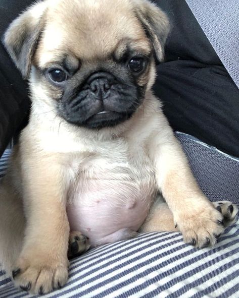 Anjing Pug, Cute Pug Puppies, Baby Pugs, Pug Puppies, Cute Pugs, Sweet Dogs, Cute Dogs And Puppies, Doberman Pinscher