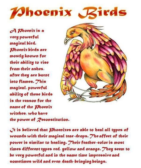 Phoenix Mythology, Phoenix Quotes, Animal Totem Spirit Guides, Phoenix Birds, Spirit Animal Meaning, Phoenix Images, Animal Meanings, Charmed Book Of Shadows, Sun Signs