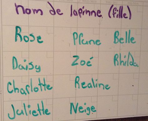 Female rabbits name Female Rabbit Names, Female Rabbit, Rabbit Names, Rabbit Care, Rabbits, Bullet Journal, Daisy