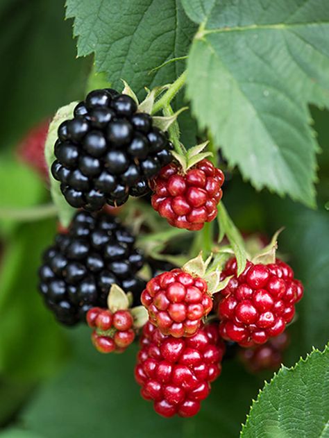 Amoras Beautiful Fruits Photography, Picking Raspberries, Fruits Plants, Flowers And Fruit, Fruits Photos, Fruit Picture, Fruits Images, Fruit Photography, Beautiful Fruits