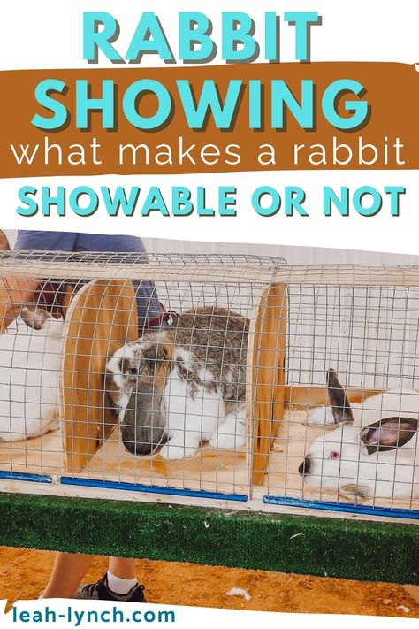 Showing Rabbits Ffa, Show Rabbit Cages, 4h Rabbit Showing, Garage Bunny Setup, 4h Rabbit Project, Rabbit Show Table, Showing Rabbits In 4h, Rabbit Showmanship, Rabbitry Ideas