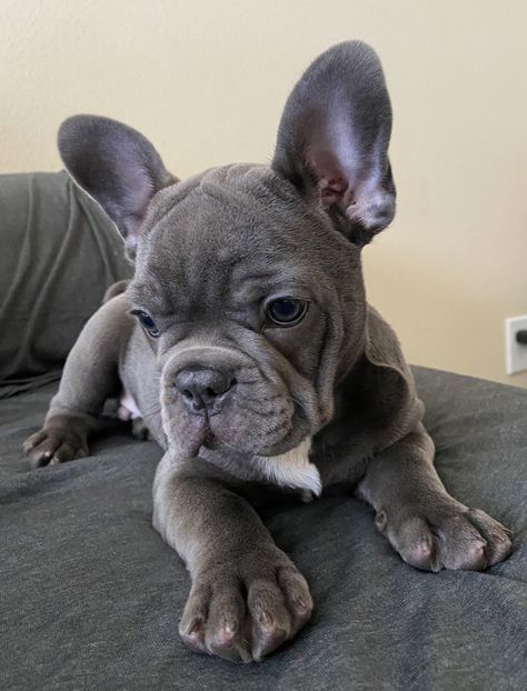 French Bulldog Aesthetic, Tattoos Dog, Big Dogs Breeds, Biggest Dog In The World, Grey French Bulldog, Biggest Dog, Cute Bulldog Puppies, Cute Fluffy Dogs, Cute Teacup Puppies