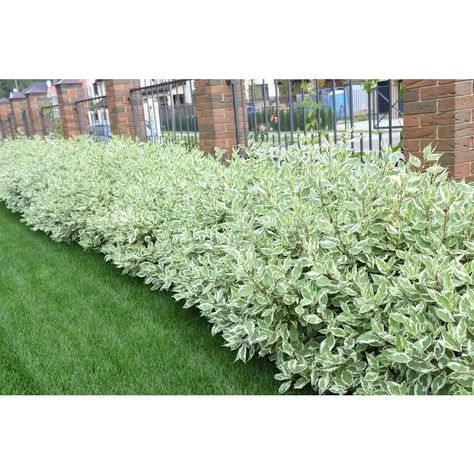 Read page 1 of our customer reviews for more information on the Online Orchards 1 Gal. Ivory Halo Dogwood Shrub a Lovely Ornamental Twist on the Classic Red Dogwood. Halo Dogwood, Lakefront Landscaping, Ivory Halo Dogwood, Dogwood Shrub, Woodland Garland, Green Bushes, Red Dogwood, Red Twig Dogwood, Fairy Gnome