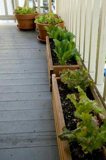 Apartment Balcony Garden, Growing Lettuce, Succession Planting, Starting A Garden, Plant Seeds, Porch Garden, Small Space Gardening, Deck Garden, Apartment Garden