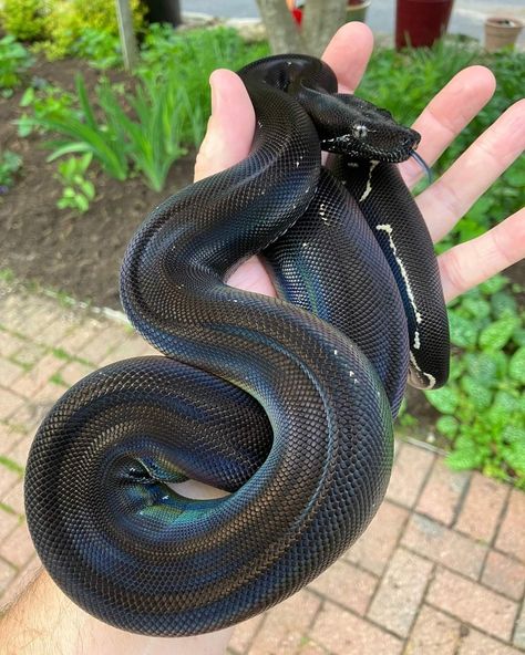 Herpetology Aesthetic, Reptile Snakes, Warm Fuzzies, Reptiles And Amphibians, Animal House, Exotic Pets, Cute Little Animals, Amphibians, Snakes