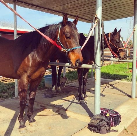 Tie Up Area For Horses, Horse Tying Post, Horse Tie Up Post, Cross Ties For Horses, Diy Patient Pole For Horses, Horse Cross Ties, Horse Feed Room, Minecraft Horse, Horse Farm Ideas