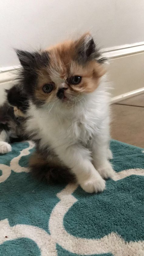 Persian Cats For Sale | Madison, MS Persian Cats For Sale, Cat Posing, White Persian Kittens, Persian Kittens For Sale, Caring For A Newborn, Persian Cats, Kittens For Sale, Flat Face, Persian Kittens