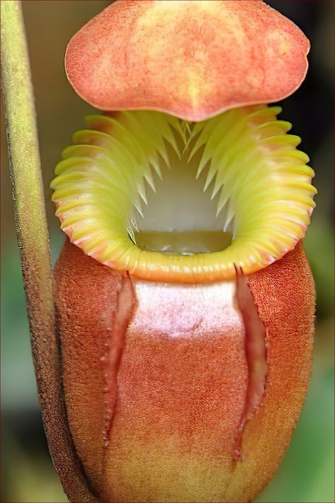 Carnivorous Plants Care, Insect Eating Plants, Insectivorous Plant, Venus Fly Trap, Fly Traps, Carnivorous Plants, Bugs And Insects, Small Animals, Plant Care