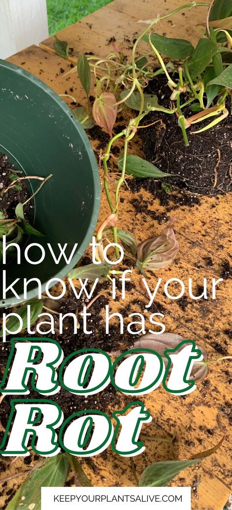 How To Clean Plant Roots, Bay Leaf Plant, Kentia Palm, Prince Of Orange, Peony Root, Plant Watering, Self Watering Pots, Root Rot, Banana Plants