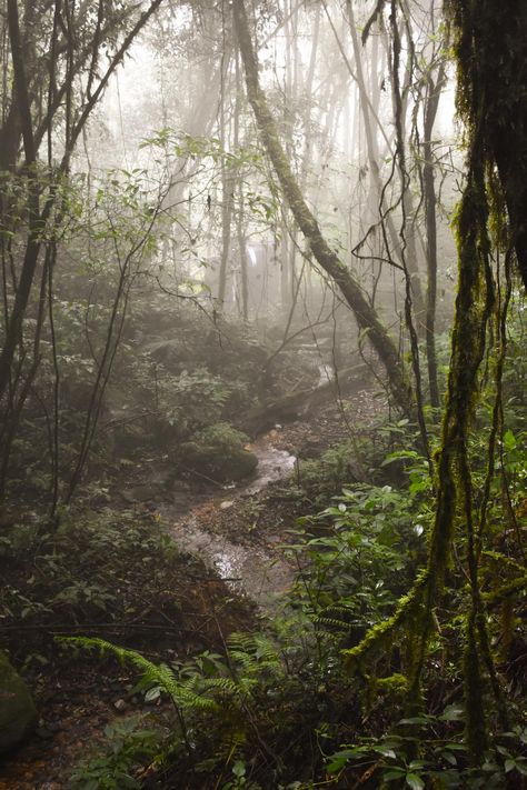 The misty jungle Doi Inthanon Natural Park Thailand [OC] [1365x2048 ] Earth Signs, Natural Park, Nature Aesthetic, Landscape Photographers, Planet Earth, Happy Places, Beautiful Nature, All Natural, Landscape Photography