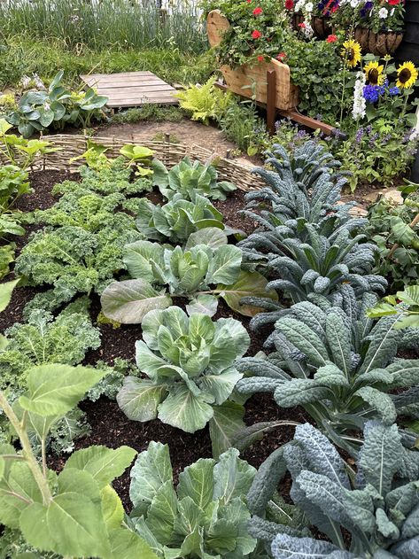 Kale Garden, How To Grow Kale, Harvest Kale, Grow Kale, Harvesting Kale, Kale Plant, Growing Kale, Succession Planting, Home Grown Vegetables