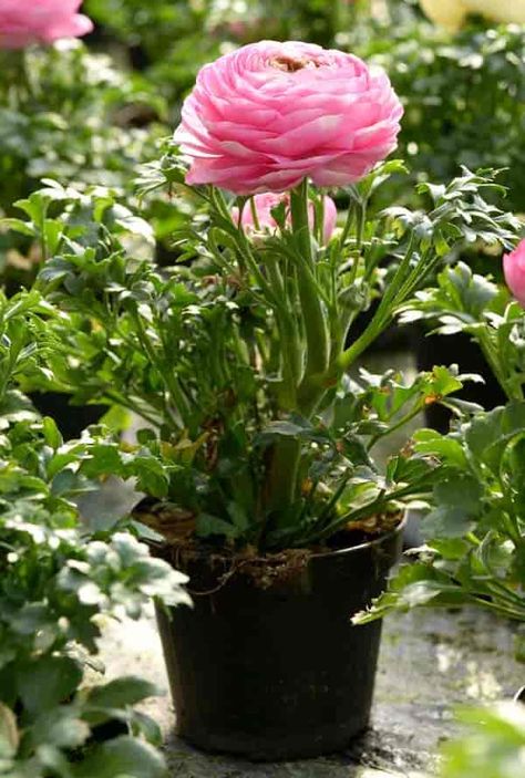 Growing Ranunculus: Growing And Care For Persian Buttercup Flowers Growing Ranunculus, Ranunculus Centerpiece, Ranunculus Wedding Bouquet, Ranunculus Garden, Persian Buttercup, Pink Ranunculus, Buttercup Flower, Ranunculus Flowers, Flower Pot Design