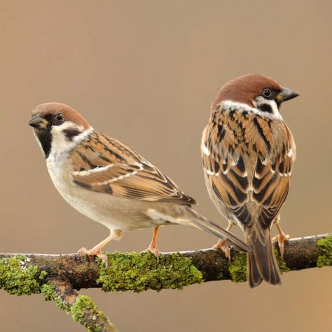 Tree sparrow (Passer montanus)  Venerated and vilified, celebrated and victimised, the Tree sparrow has had far fewer ups than downs since the turn of the 20th century. Let’s take a look at the intriguing story behind the bird whose existence is underpinned by a wealth of fortitude in the face of adversity.  Right Tree Sparrow, Sparrow Art, Vogel Tattoo, House Sparrow, Sparrow Bird, Bird Wallpaper, Sparrows, Airbrush Art, Nature Birds