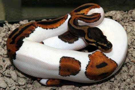 A Piebald Python - A Color Com is listed (or ranked) 17 on the list Rare And Beautiful Animals That Aren't Their Normal Color Cool Snakes, Pretty Snakes, Ball Python Morphs, Ball Pythons, Albino Animals, Cute Reptiles, Python Snake, Cute Snake, Reptile Snakes