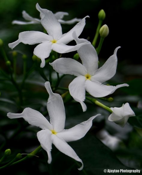 Crape Jasmine Flower, Tabernaemontana Divaricata, Moana Birthday Cake, Botanical Photography, Rose Crafts, Good Morning Beautiful Flowers, Moana Birthday, Good Morning Animation, Jasmine Flower