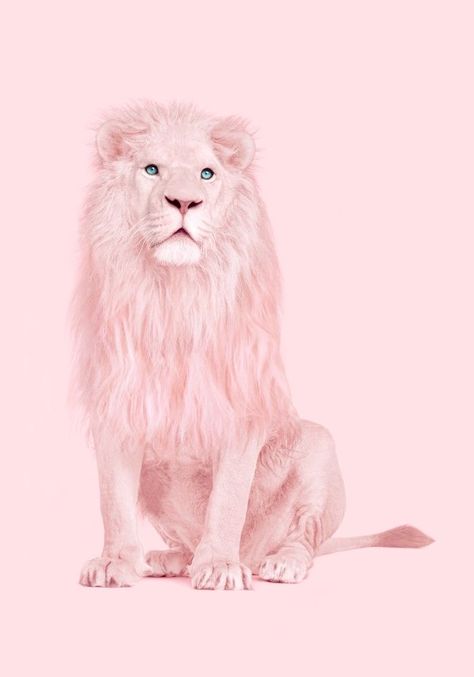 Pink Lion Albino Lion, Paul Fuentes, Lion Poster, Lion Wallpaper, White Lion, Wallpaper Tumblr, Pink Animals, Pastel Pink Aesthetic, Lion Art