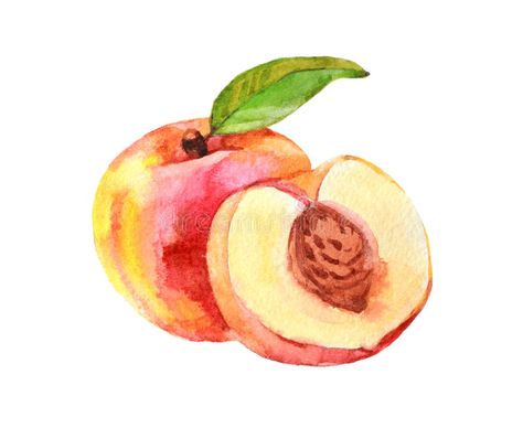 Peach Paint, Fruits Drawing, Peach Art, Watercolor Food, Peach Fruit, Fruit Wallpaper, Watercolor Fruit, Fruit Illustration, Free Art Prints